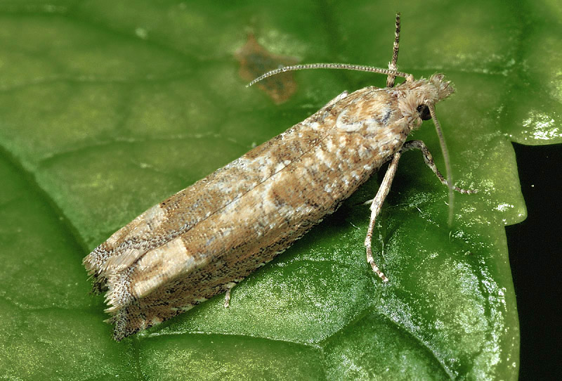 Tortricidae: Pelochrista mollitana e caecimaculana